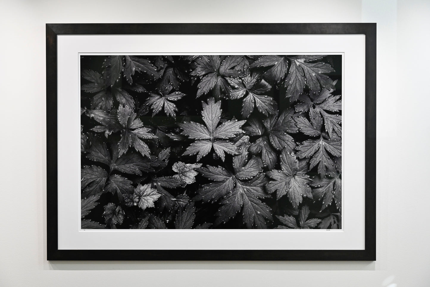 Immaculate Droplets on Pacific Waterleaf 32x48 Limited Print