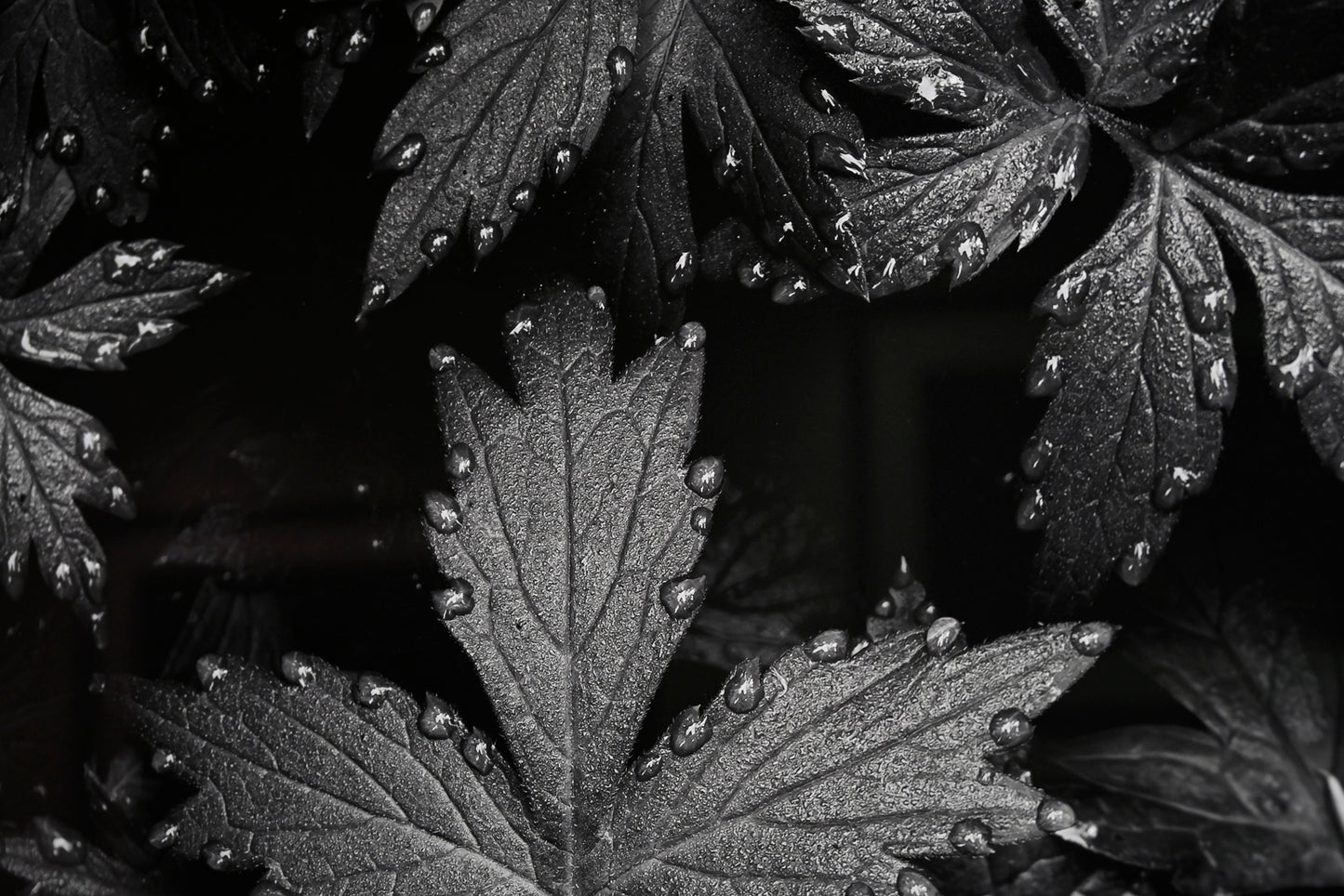 Immaculate Droplets on Pacific Waterleaf 32x48 Limited Print
