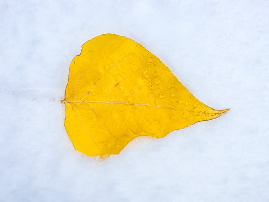 Aspen Leaf in Snow 15x20 Limited Print