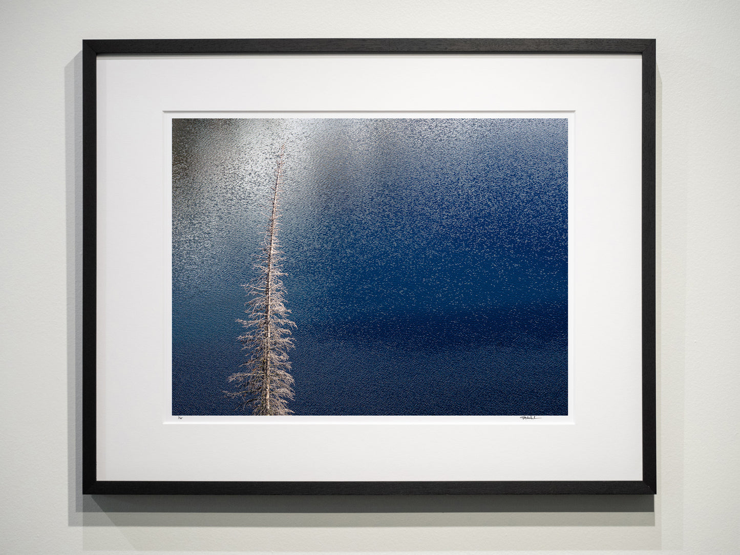 Bare Tree above Sawtooth Lake 15x20 Limited Print
