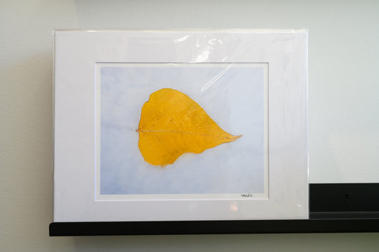 Aspen Leaf in Snow Matted 8x10 Print