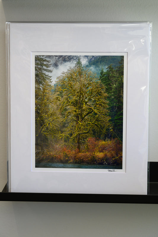 Big Leaf Maple on Middle Fork Snoqualmie River Matted 8x10 Print
