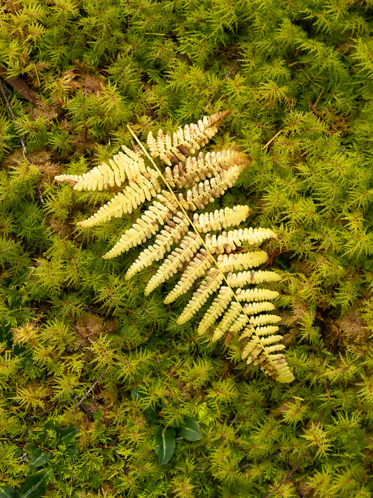 Fern Frond on Bed of Moss 15x20 Limited Print