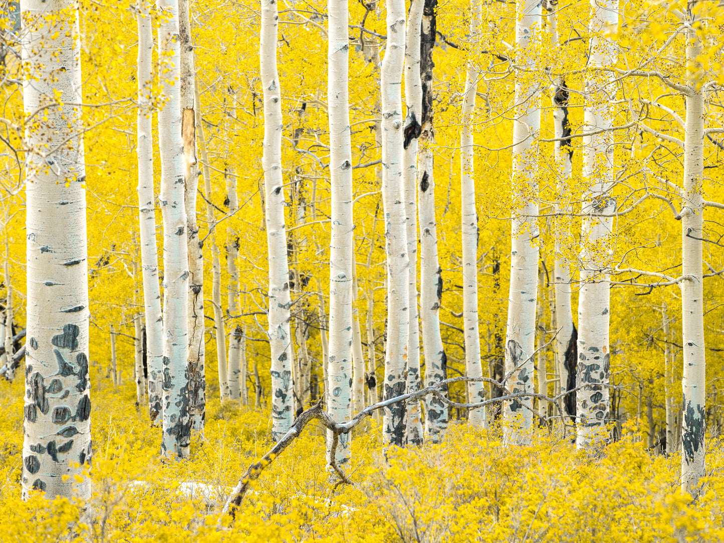 Methow Valley Aspen Stand 15x20 Limited Print