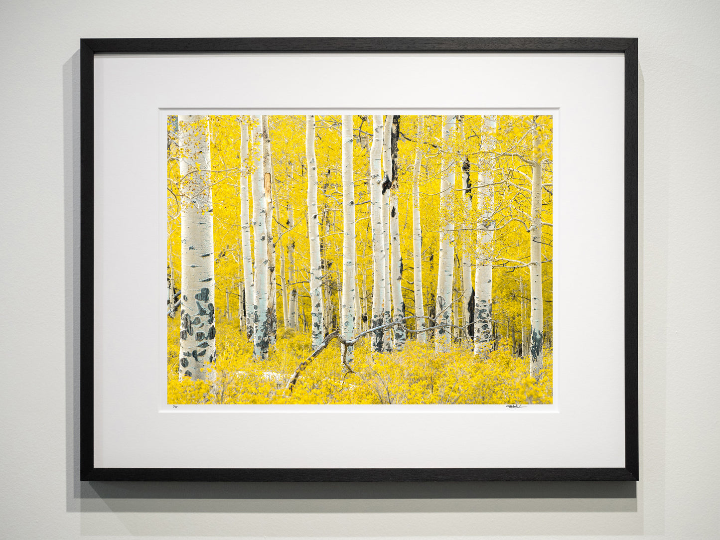 Methow Valley Aspen Stand 15x20 Limited Print