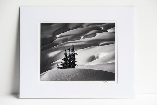Mountain Hemlock Stand Above Source Lake Matted 8x10 Print
