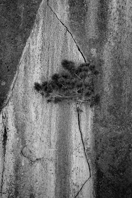 Pine Tree in Sierra Granite Crack 24x36 Limited Print