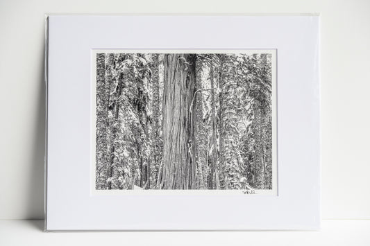 Western Red Cedar in Gold Creek Forest Matted 8x10 Print