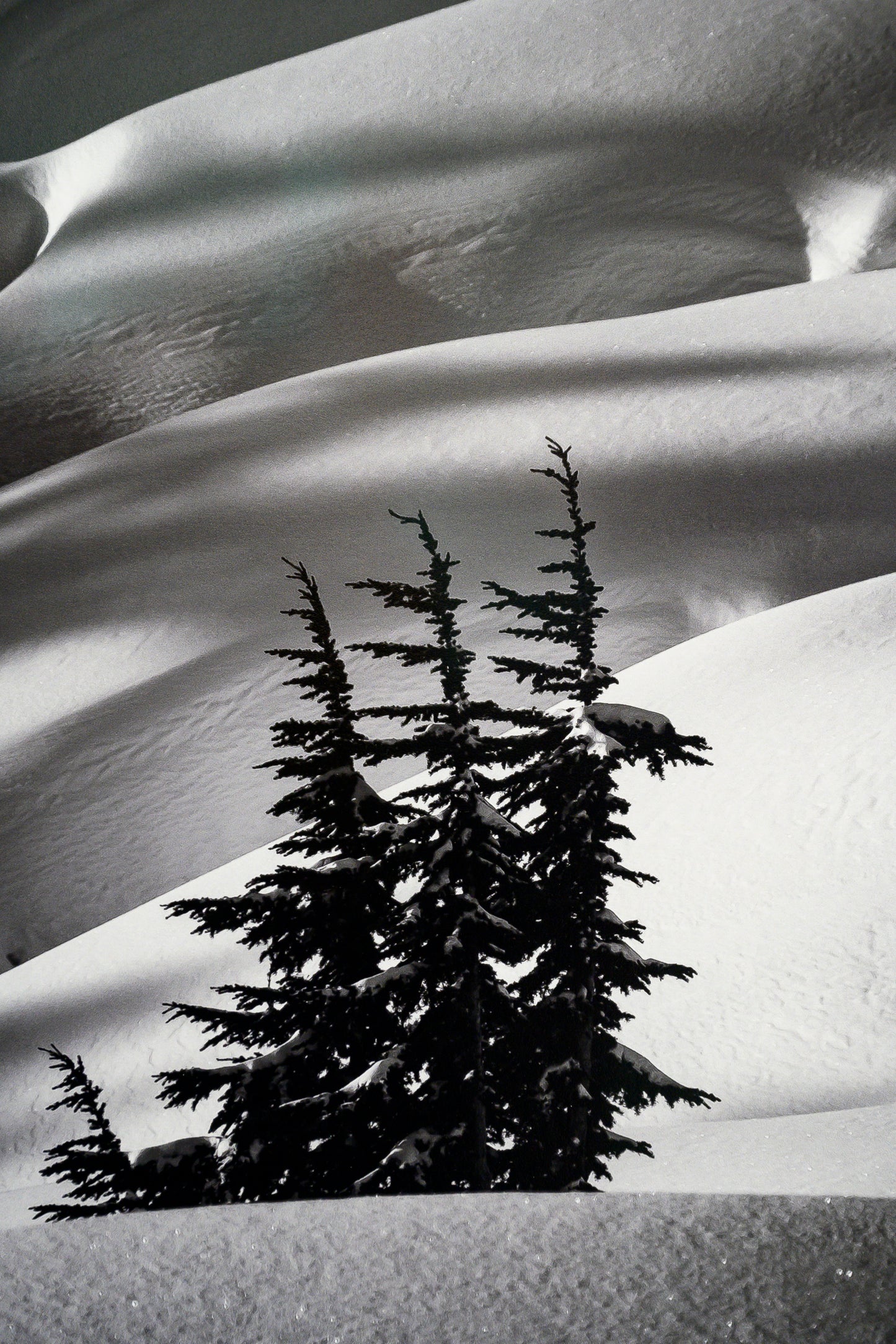 Mountain Hemlock Stand above Source Lake 15x20 Limited Print