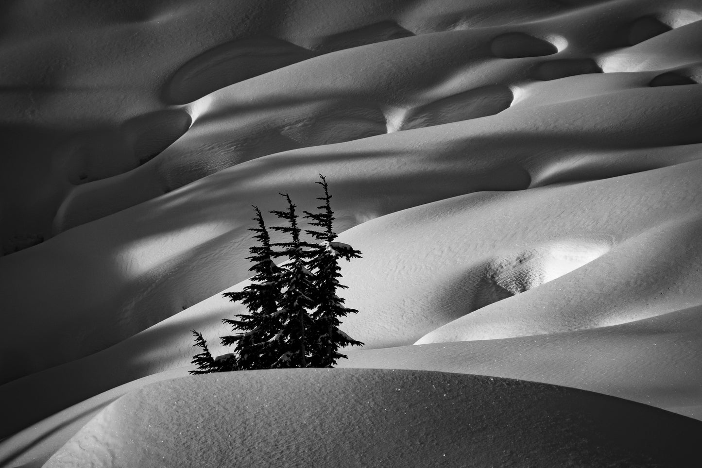 Mountain Hemlock Stand above Source Lake 15x20 Limited Print